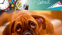 Why Your Dog Hates Back to School Season
