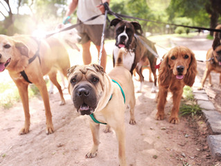 How Hot Is Too Hot To Walk Your Dog?